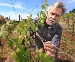 Regenerative Farming at Benziger Family Winery