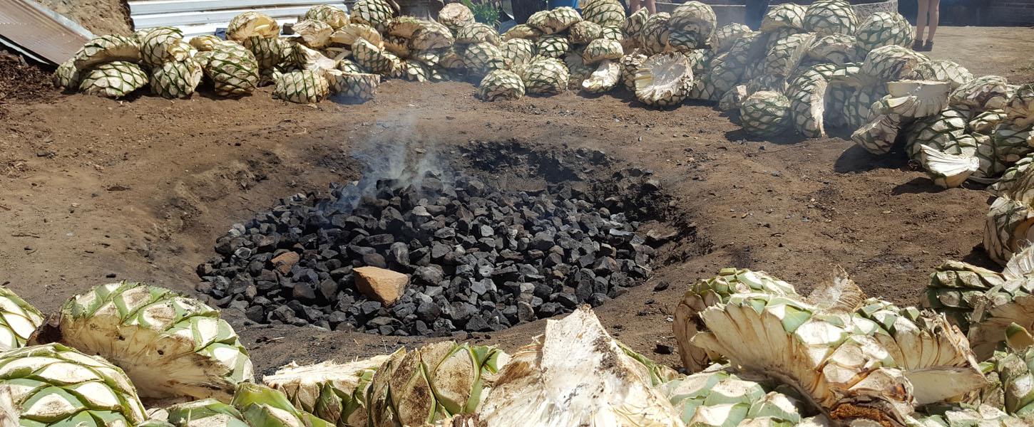 Exploring the Origin of Mezcal