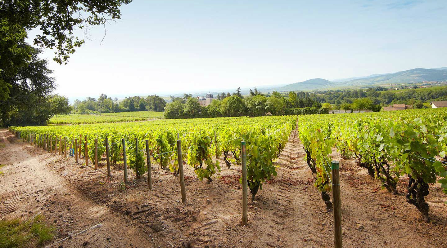 Cru Beaujolais Grape Types