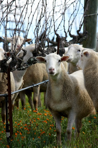 MORE FUN FROM THE FARM FOR EARTH MONTH!